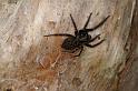 Badumna_insignis_D7947_Z_89_North Stradbroke island_Australie